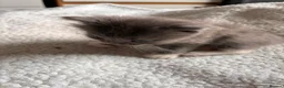 Mixed Breed cats for sale: READY NOW 🏠🐱5 Beauitiful Ragdoll/Bengal kittens  - Advert 39