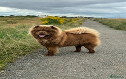Chow Chow dogs for stud: 🐻Beautiful chocolate chow chow stud 🧬 in Wirral - Image 7