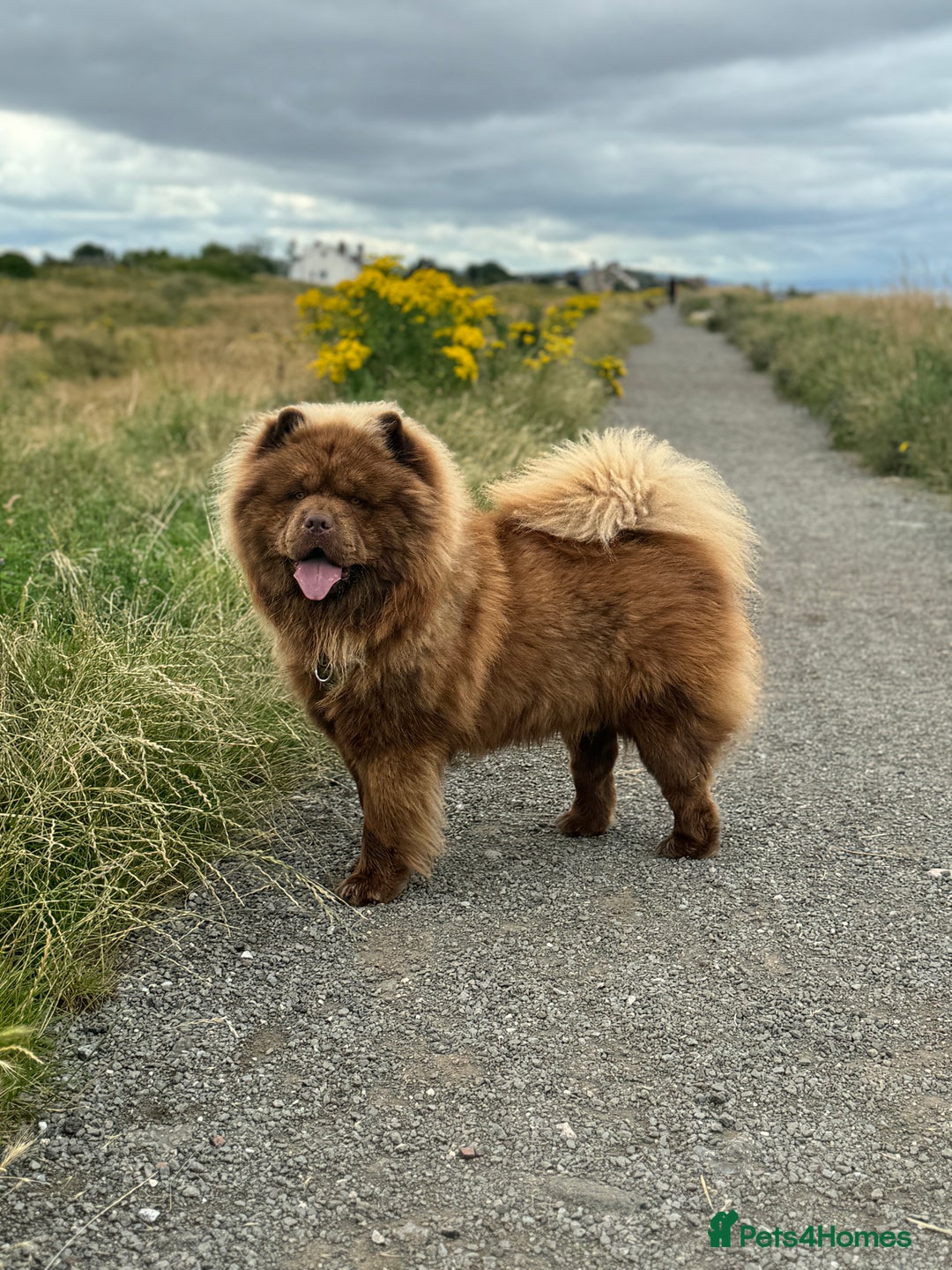 Chow Chow dogs for stud: 🐻Beautiful chocolate chow chow stud 🧬 in Wirral - Image 7