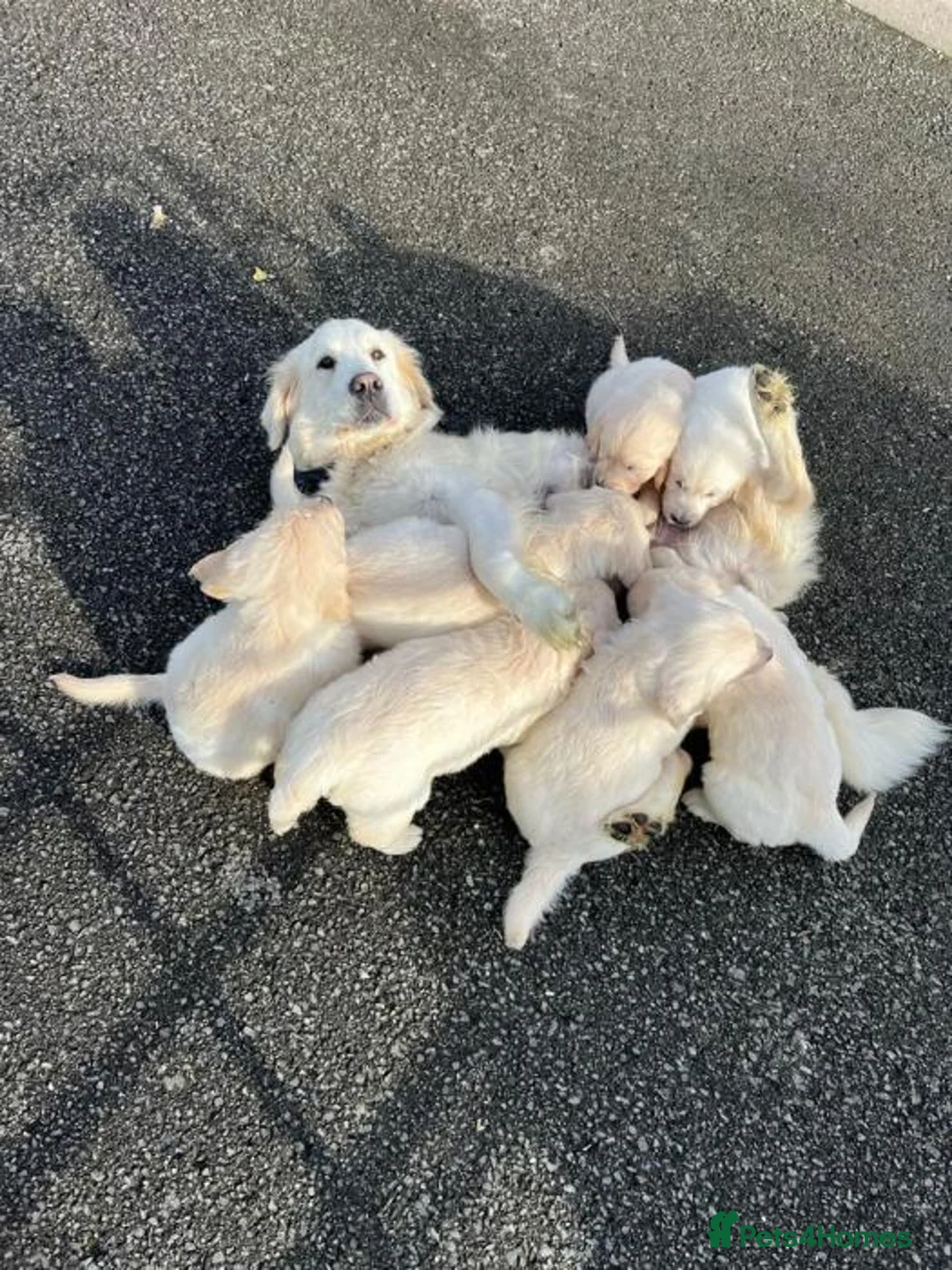 Golden Retriever dogs for sale: GOLDEN RETRIEVER PUPPIES AVAILABLE  - Advert 4