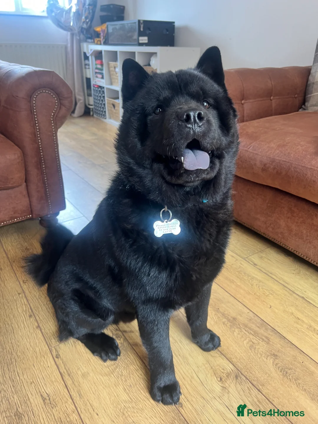 Chow Chow dogs for stud: Steve the stud - Advert 1