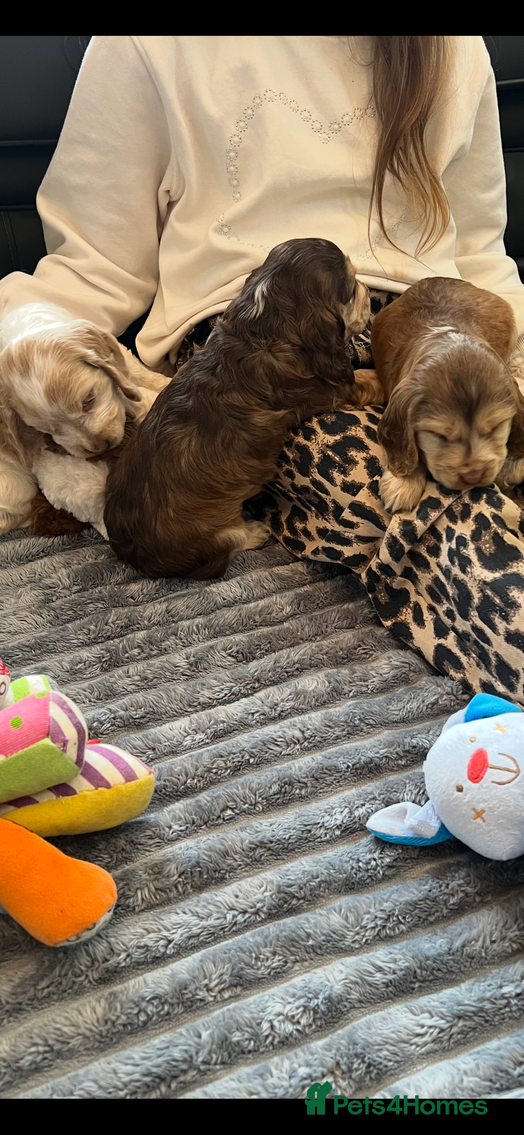 Cocker Spaniel dogs for sale: True show cocker spaniel pups  - Image 27
