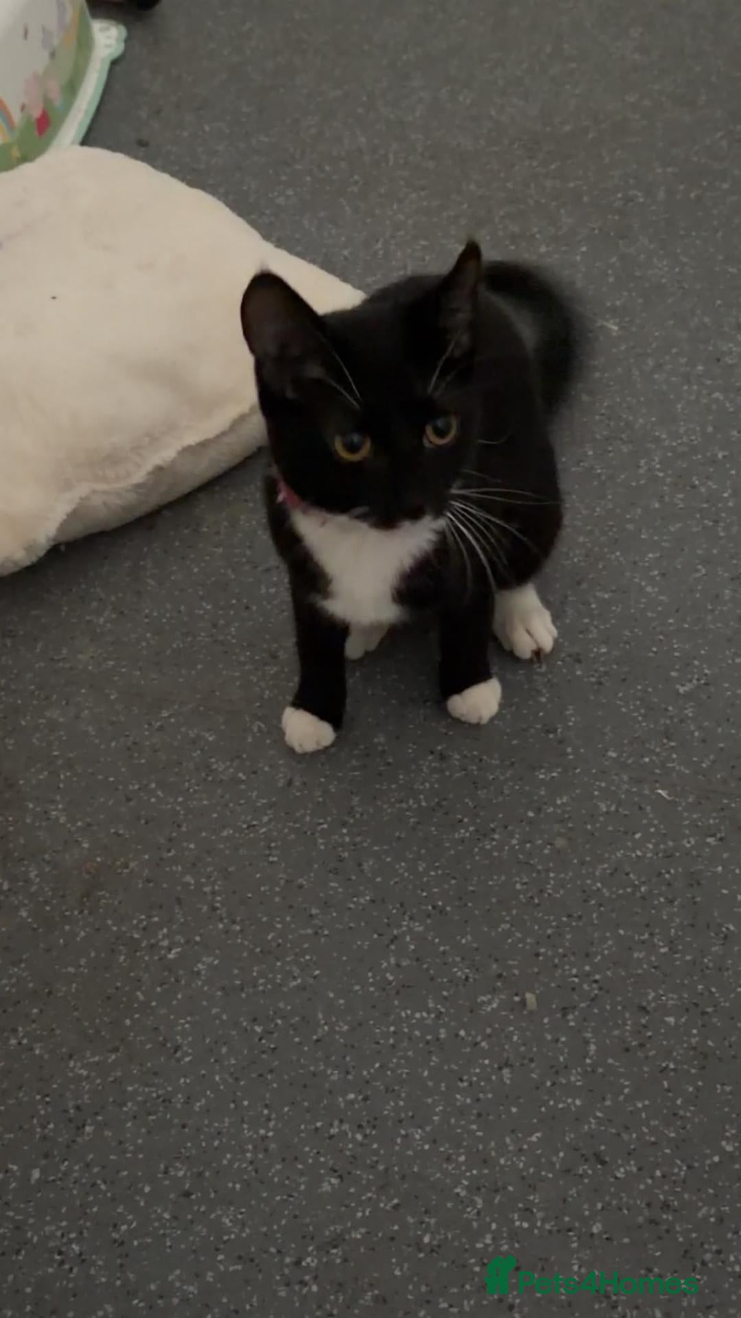 Mixed Breed cats Cate  - Advert 15