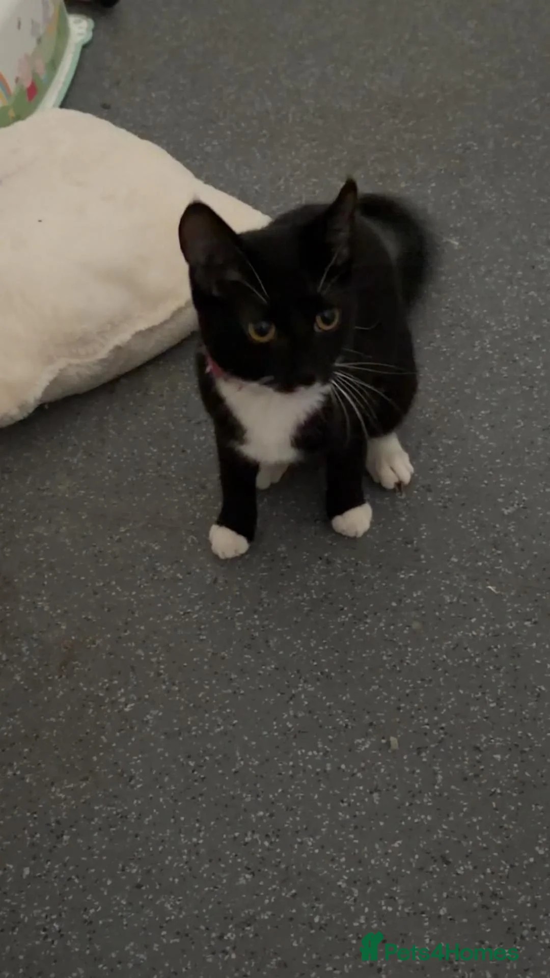 Mixed Breed cats for sale: Cate  - Advert 1