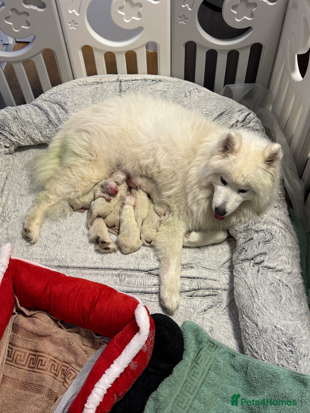 Samoyed dogs for sale: Beautiful Samoyed Puppies for sale - Advert 3