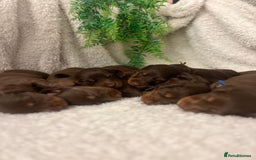 Miniature Dachshund dogs for sale: Long Haired Miniature Dachshunds Chocolate and Tan - Image 2