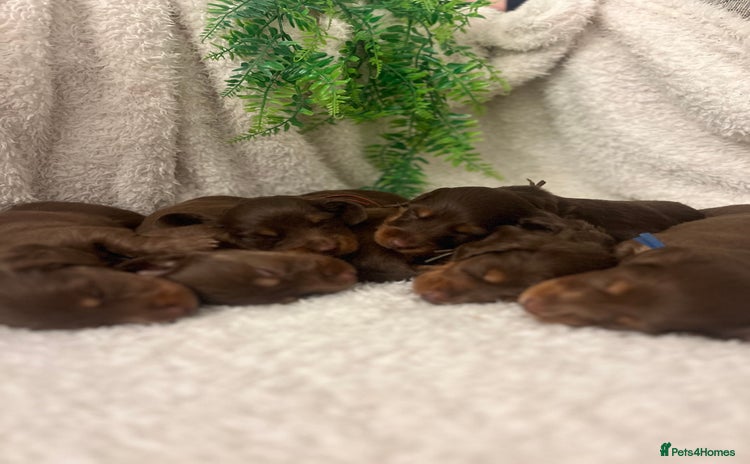 Miniature Dachshund dogs - Advert 6