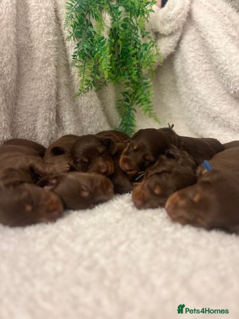 Miniature Dachshund dogs - Advert 14