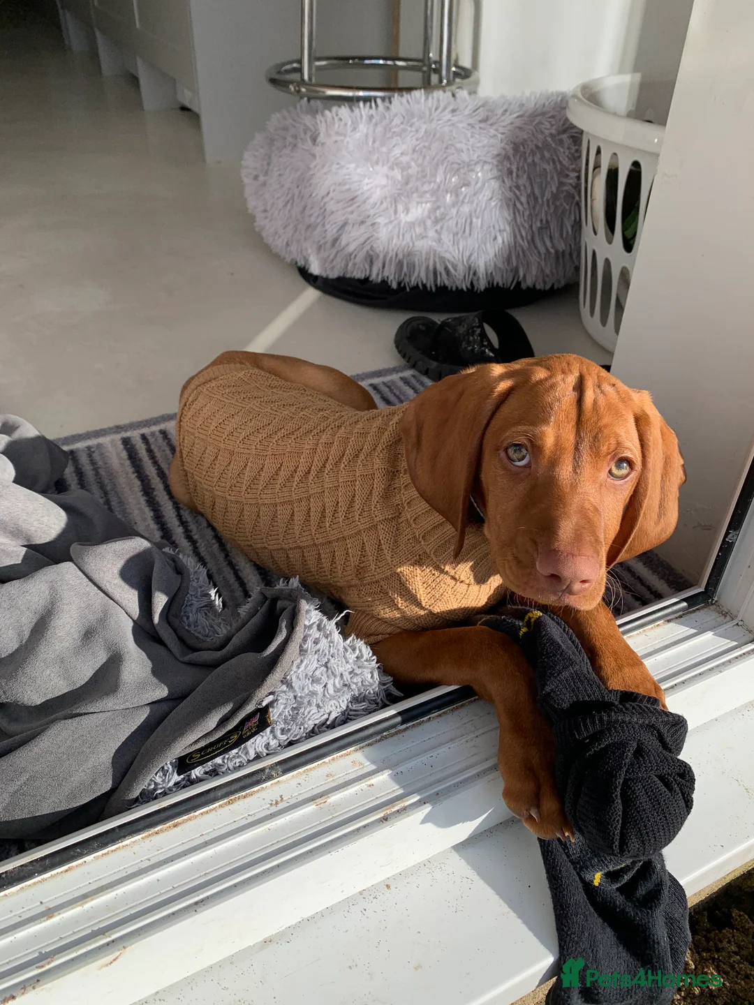 Hungarian Vizsla dogs for stud: Rolo Hungarian Viszla STUD in Treharris - Advert 8