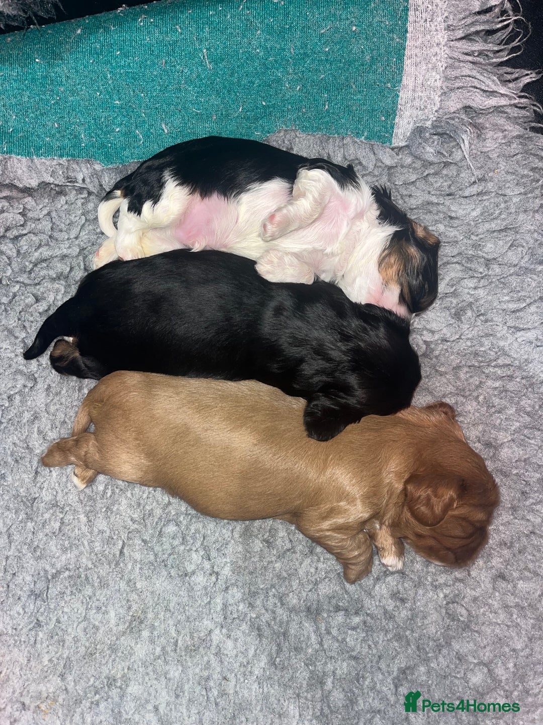 Cavalier King Charles Spaniel dogs for sale: Extensively health tested KC reg cavalier boys - Advert 6
