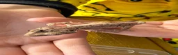 Gecko reptiles for sale: Various Crested Gecko Babies - Advert 7