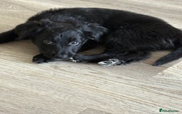 Mixed Breed dogs for sale: 5 Stunning Border Retrievers  - Image 22