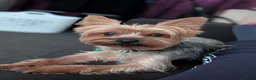 Yorkshire Terrier dogs for stud: Looking for a New Girl - Advert 2