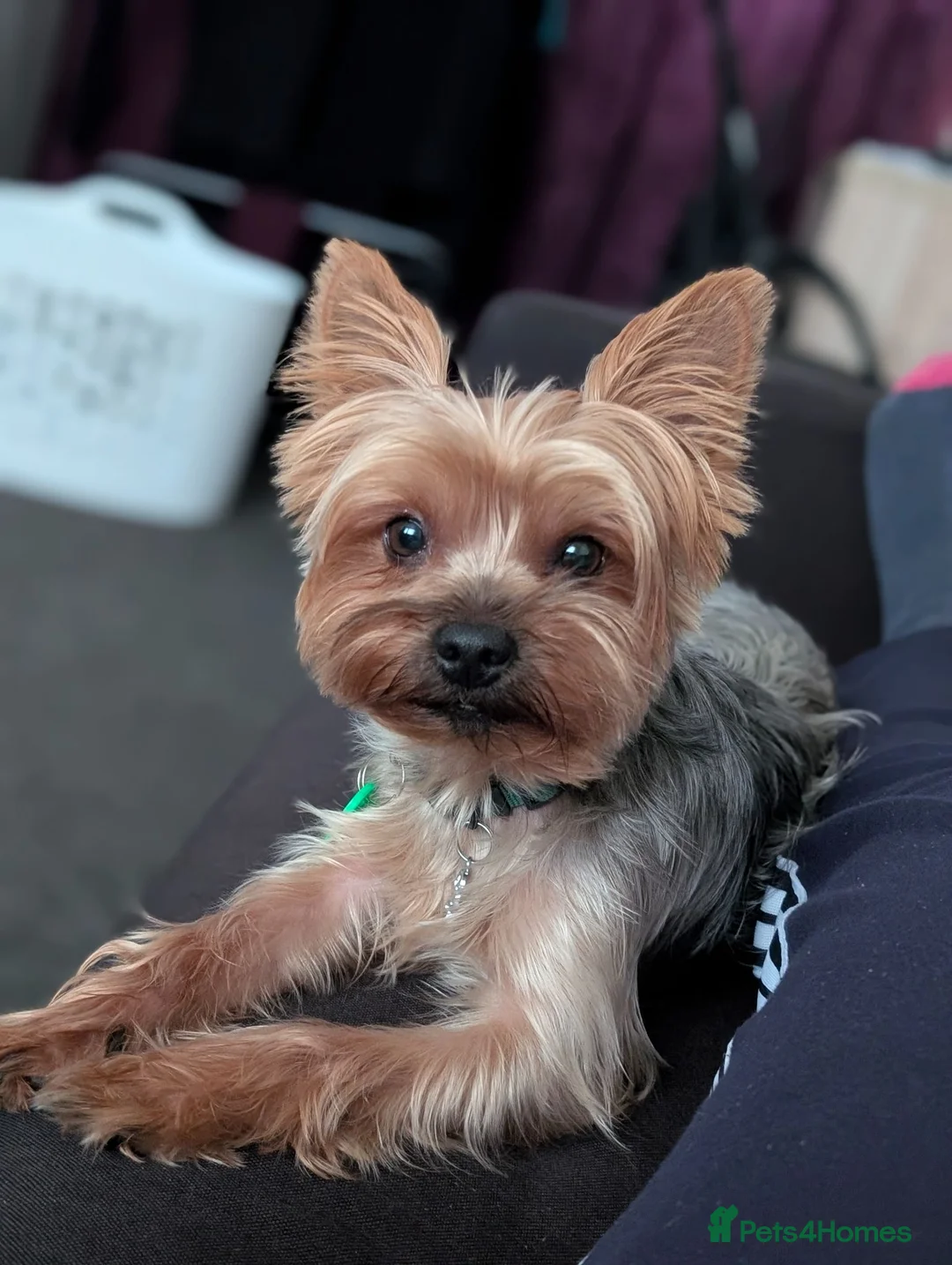 Yorkshire Terrier dogs for stud: Looking for a New Girl - Advert 2