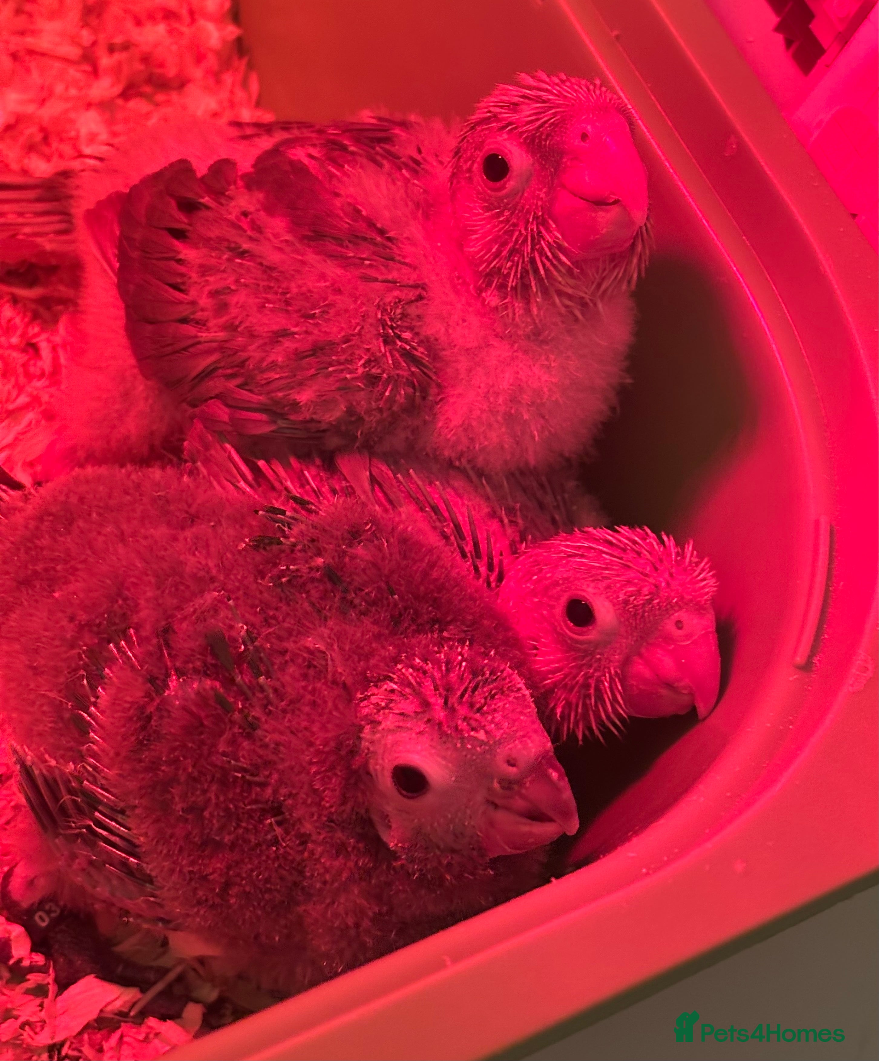 Conures birds hand reared green cheek conures - read description - Advert 1