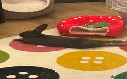 Netherland Dwarf rabbits for sale: Young neverland dwarf rabbit (Ezra)  - Image 7