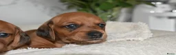 Miniature Dachshund dogs for sale: Beautiful Mini Dachshund Puppies – Home Raised - Advert 17