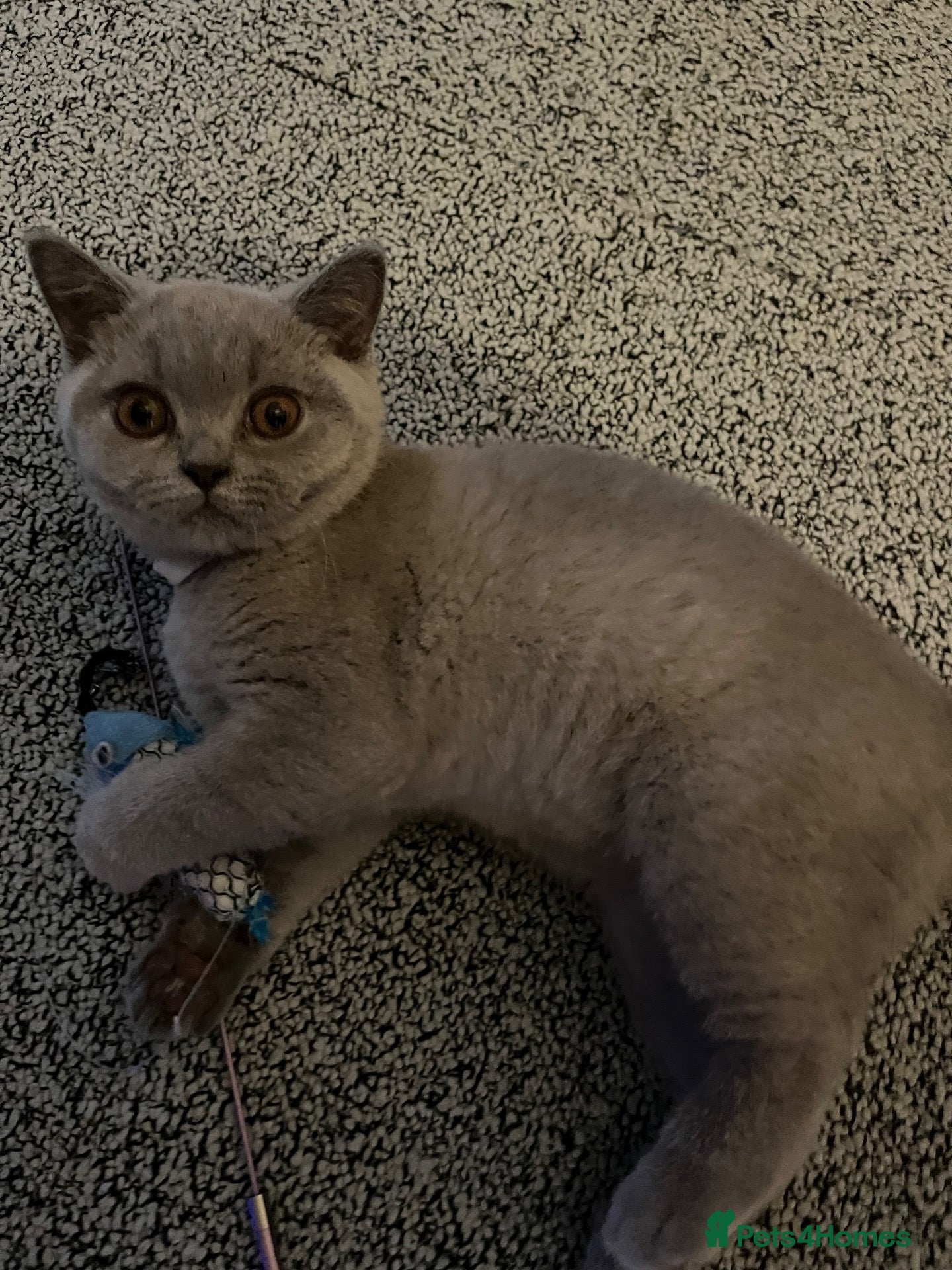 British Shorthair cats LAST BSH AVAILABLE READY TO LEAVE  - Advert 2
