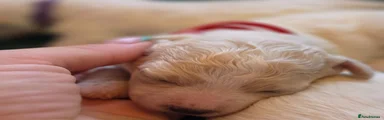 Bichon Frise 2