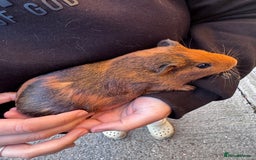 Guinea Pig rodents for sale: 4 boy piggies  - Image 4