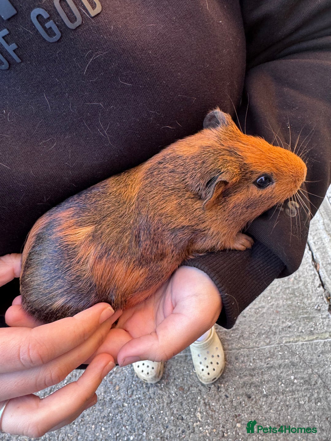 Guinea Pig rodents for sale: 4 boy piggies  - Image 4