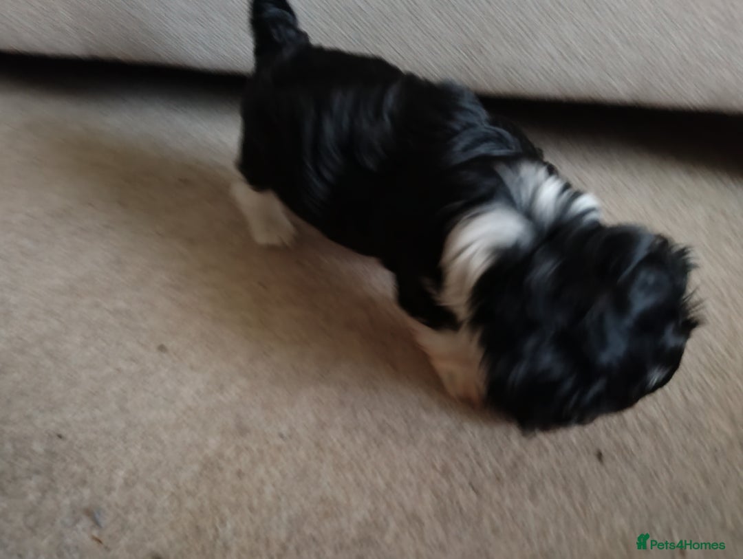 Biewer Terrier dogs for sale: 4 biewer Yorkshire terrier puppies for sale  - Advert 10