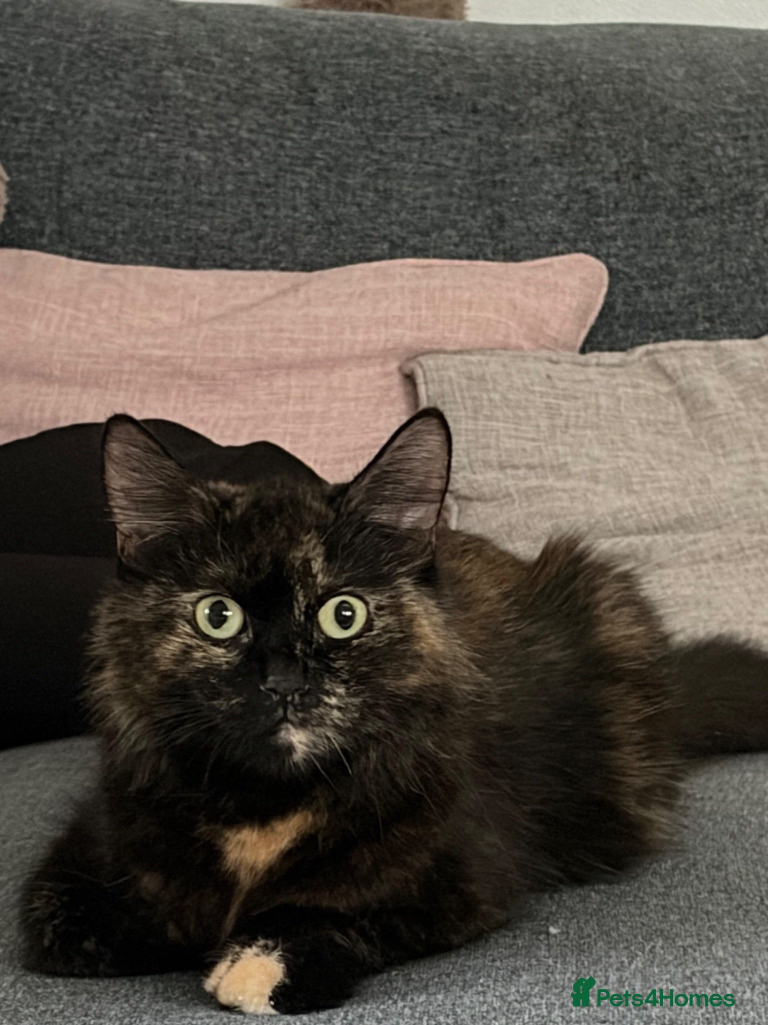 Mixed Breed cats Beautiful mixed-breed kittens! - Advert 1