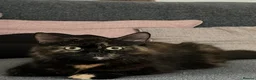 Mixed Breed cats for sale: Beautiful mixed-breed kittens! - Advert 1