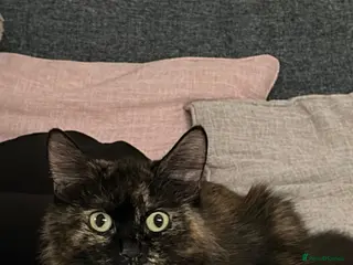 Mixed Breed cats Beautiful mixed-breed kittens! - Advert 1