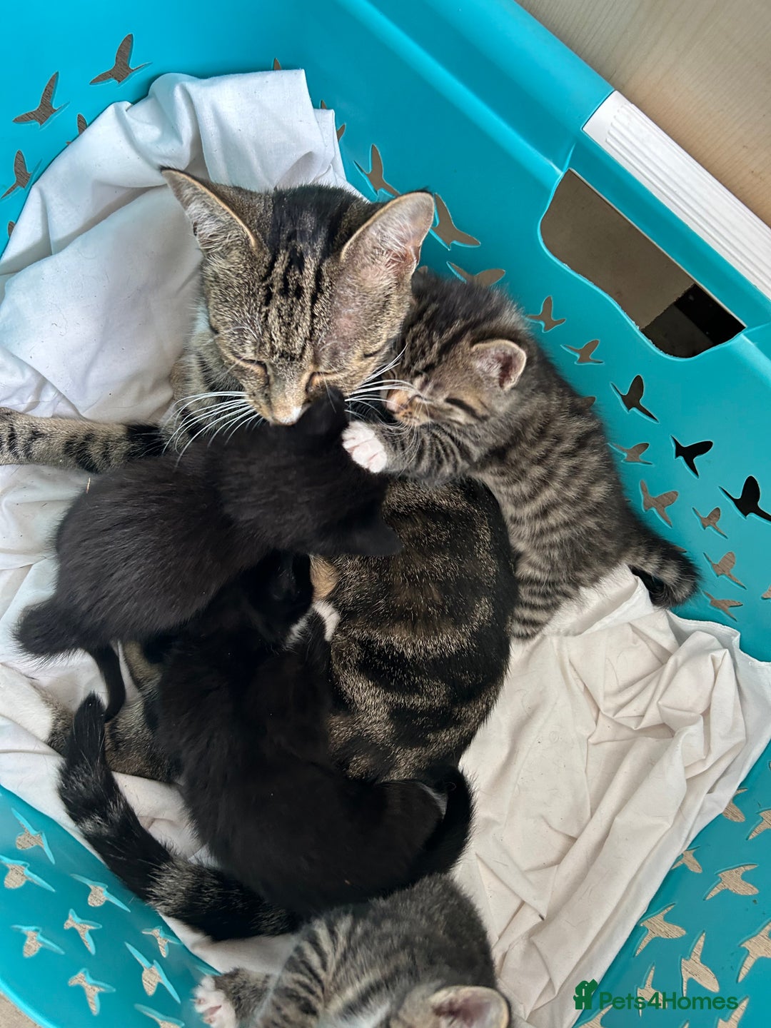 Mixed Breed cats for sale: Beautiful kittens 4 weeks old - Image 10