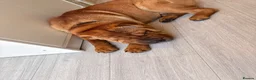 Shar Pei dogs for sale: 11month old Shar pei boy for sale  in London - Advert 4