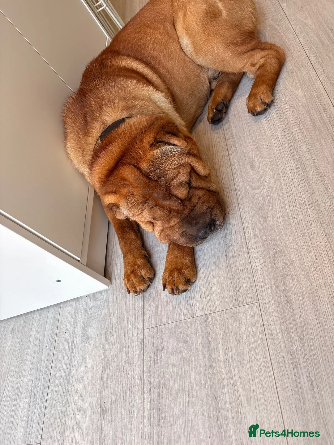 Shar Pei dogs for sale: 11month old Shar pei boy for sale  in London - Advert 4