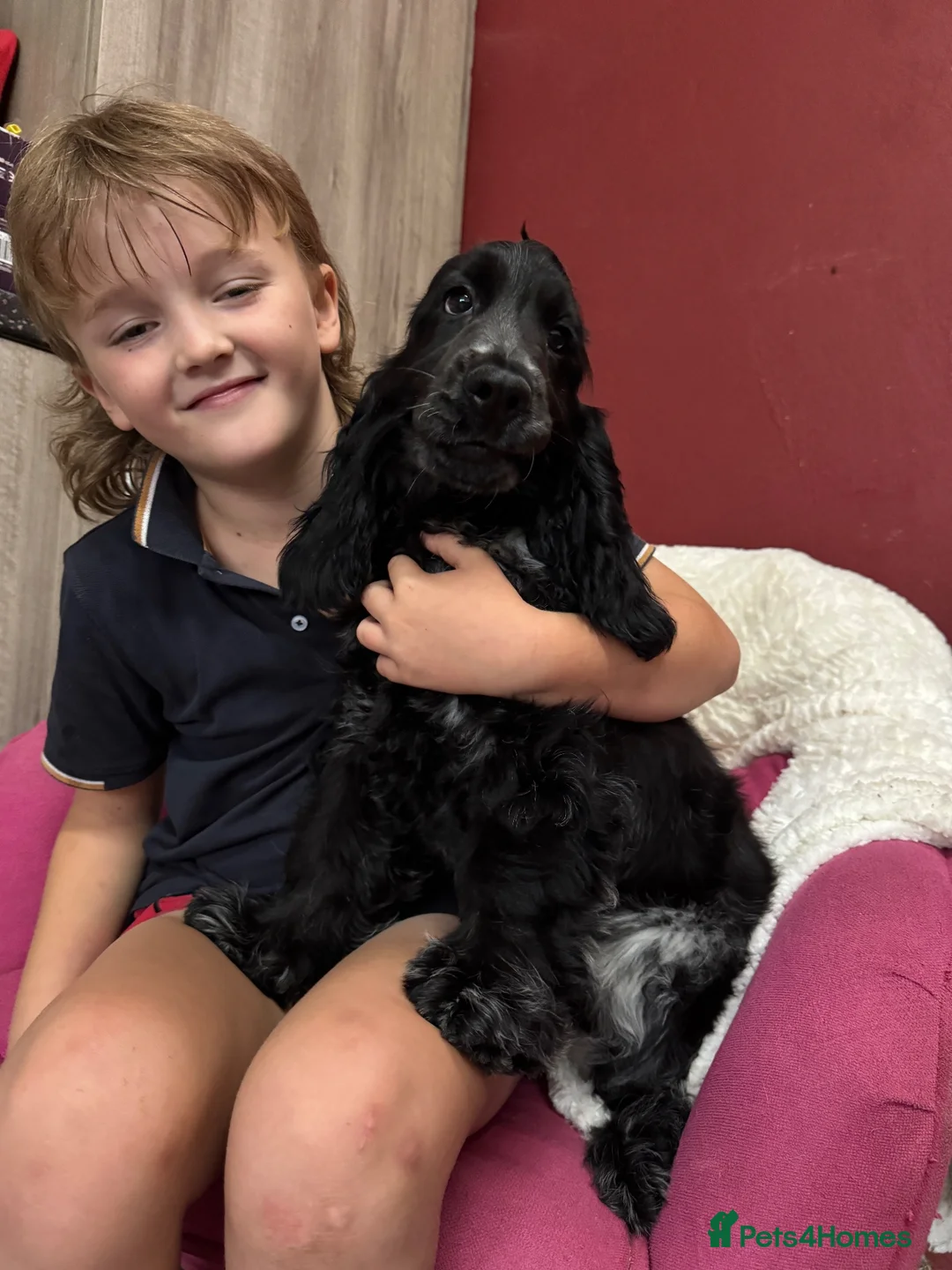 Cocker Spaniel dogs for sale: Extensively Health tested Parents & UNIQUE colours - Advert 2