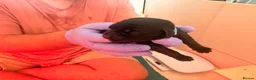 Labrador Retriever dogs for sale: Beautiful litter of Labrador Puppies  - Advert 35