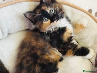 Mixed Breed cats Super gorgeous calico Maine coon kittens ready - Advert 7