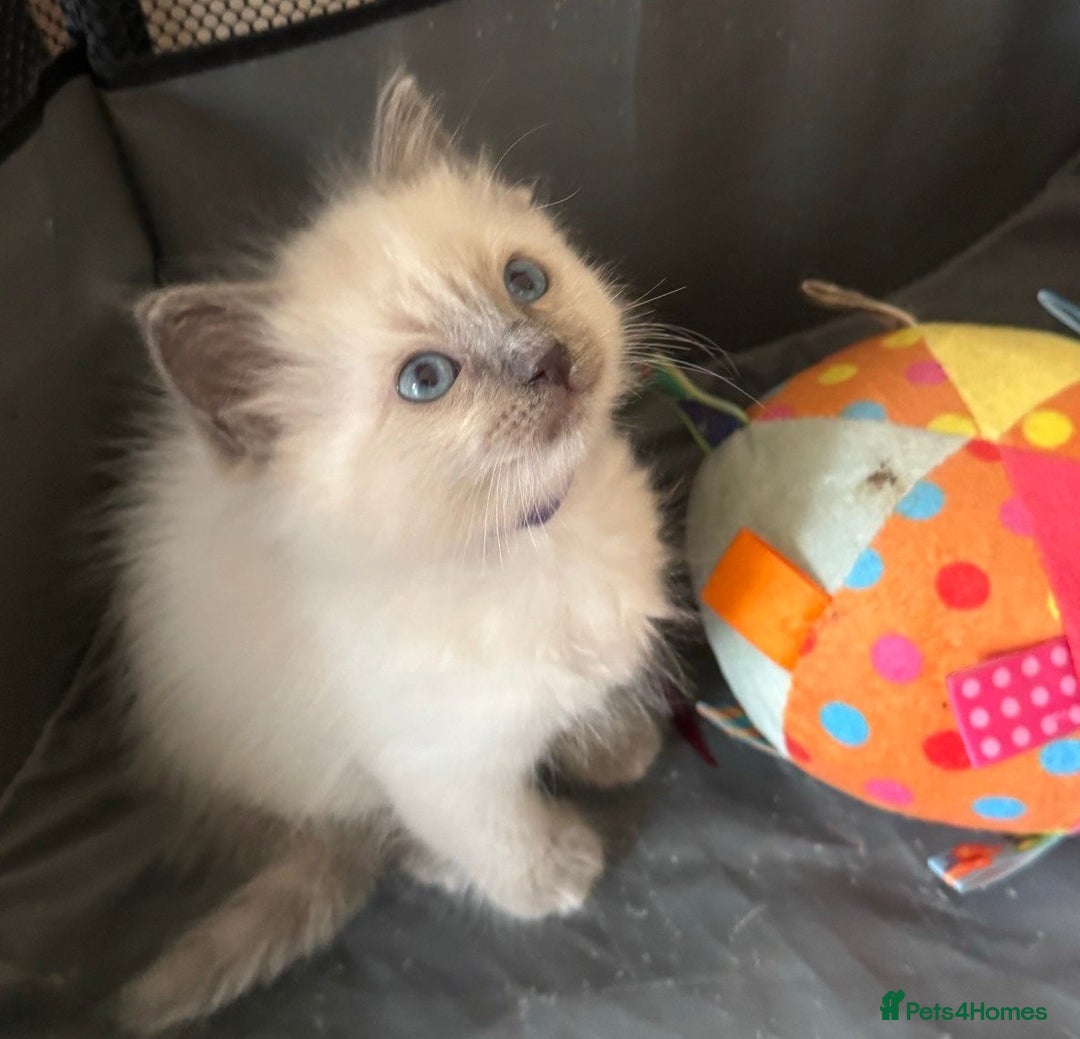 Ragdoll cats for sale: Quality Ragdolls for perfect homes - Image 7