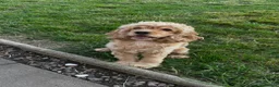 Mixed Breed dogs for sale: Silky Cocker Boy  - Advert 7