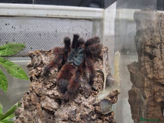 Tarantulas invertebrates Various tarantulas for sale - Advert 5