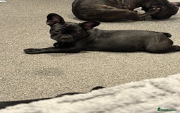 French Bulldog dogs for sale: French Bulldog Puppies 3 Months Old Girl and Boy  - Image 25