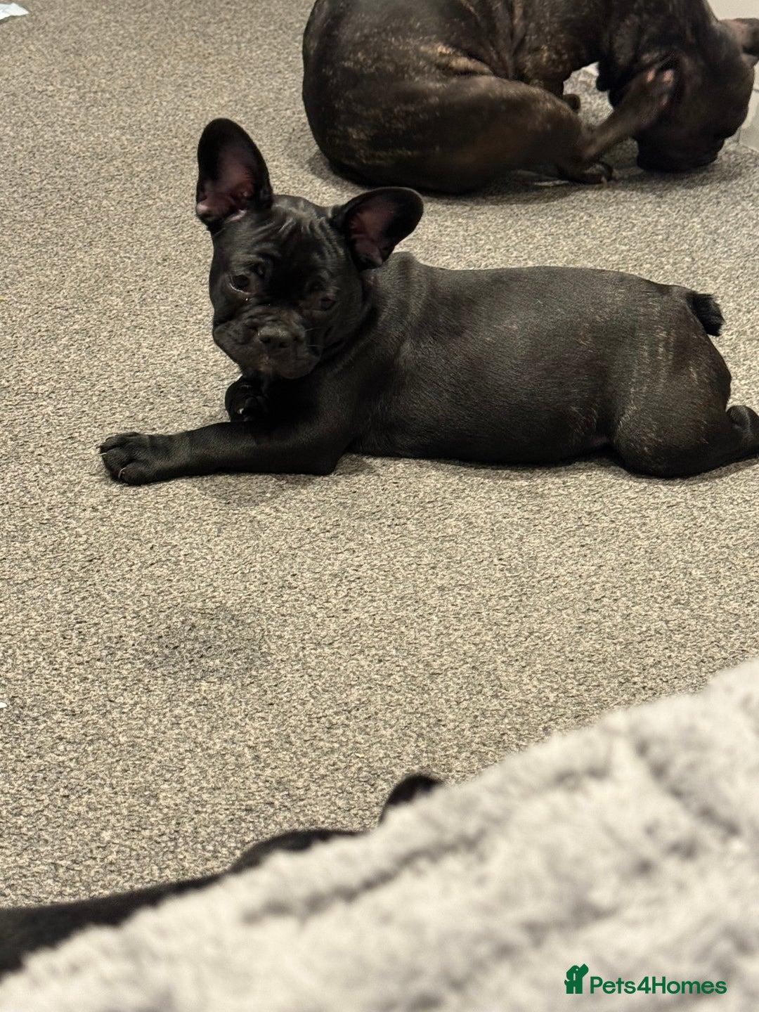 French Bulldog dogs for sale: French Bulldog Puppies 3 Months Old Girl and Boy  - Image 25