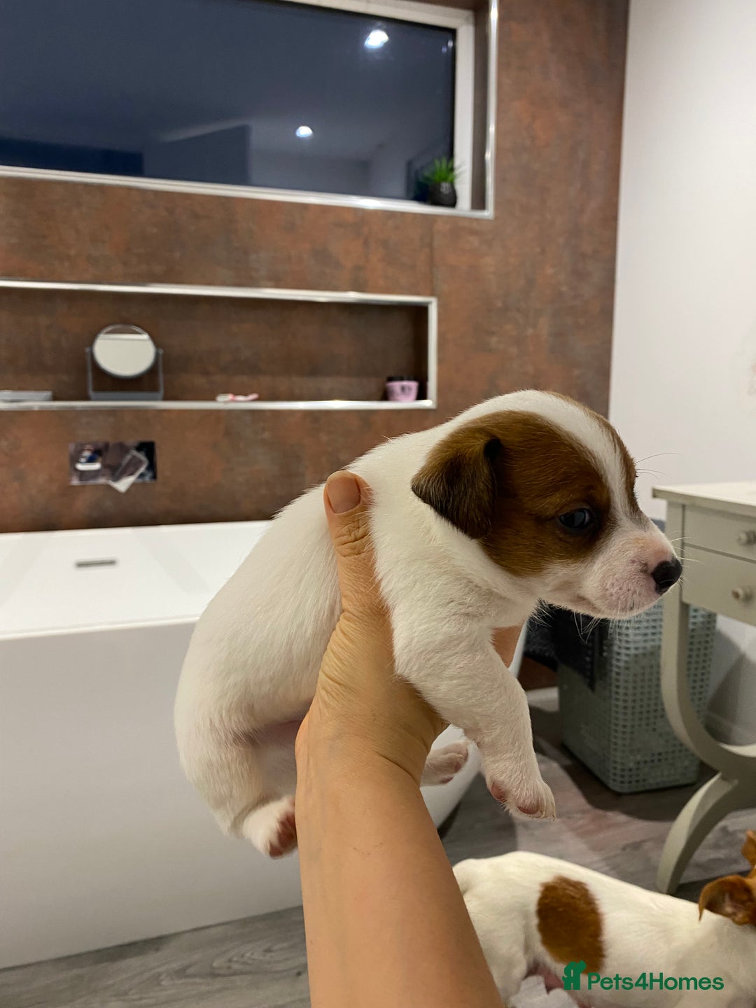 Jack Russell dogs for sale: 3 gorgeous jack Russell boys  - Advert 14