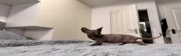 Sphynx cats for sale: Three 😍Sphynx Kittens  in Corby - Advert 8