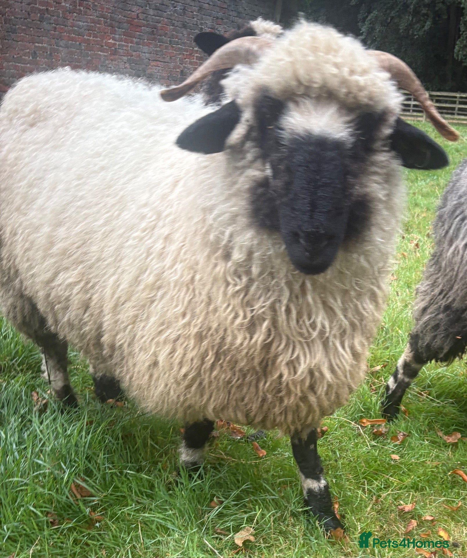 Sheep livestock Lovely pair Valais black nose sheep - Advert 1