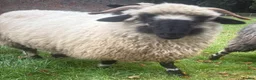 Sheep livestock for sale: Lovely pair Valais black nose sheep in Durham - Advert 1