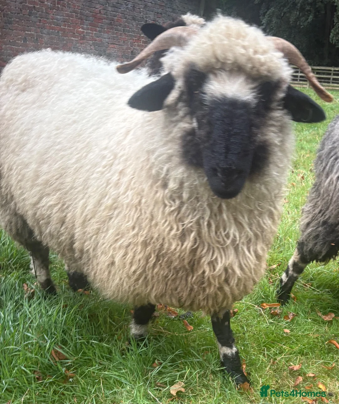 Sheep livestock for sale: Lovely pair Valais black nose sheep in Durham - Advert 1