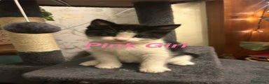 British Longhair Kitten 3 Pink Girl