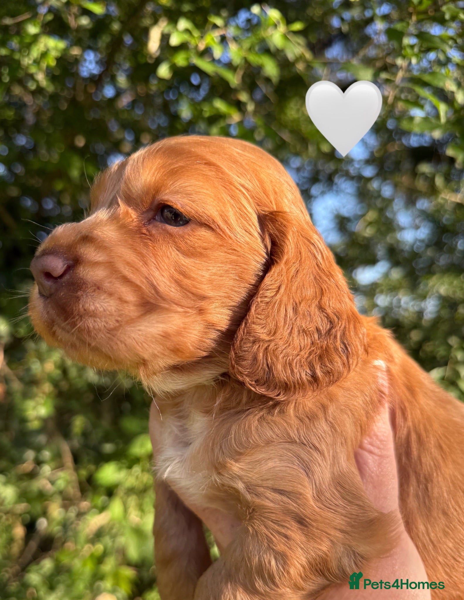 Cocker Spaniel dogs Stunning cocker pups excellent health testing  - Advert 2