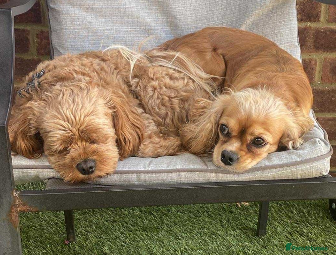 Cavapoo dogs for sale: Cavapoo puppies - Advert 9