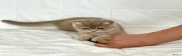 British Shorthair cats for sale: 🐾Purebred BSH Kittens🐾  in London - Advert 22