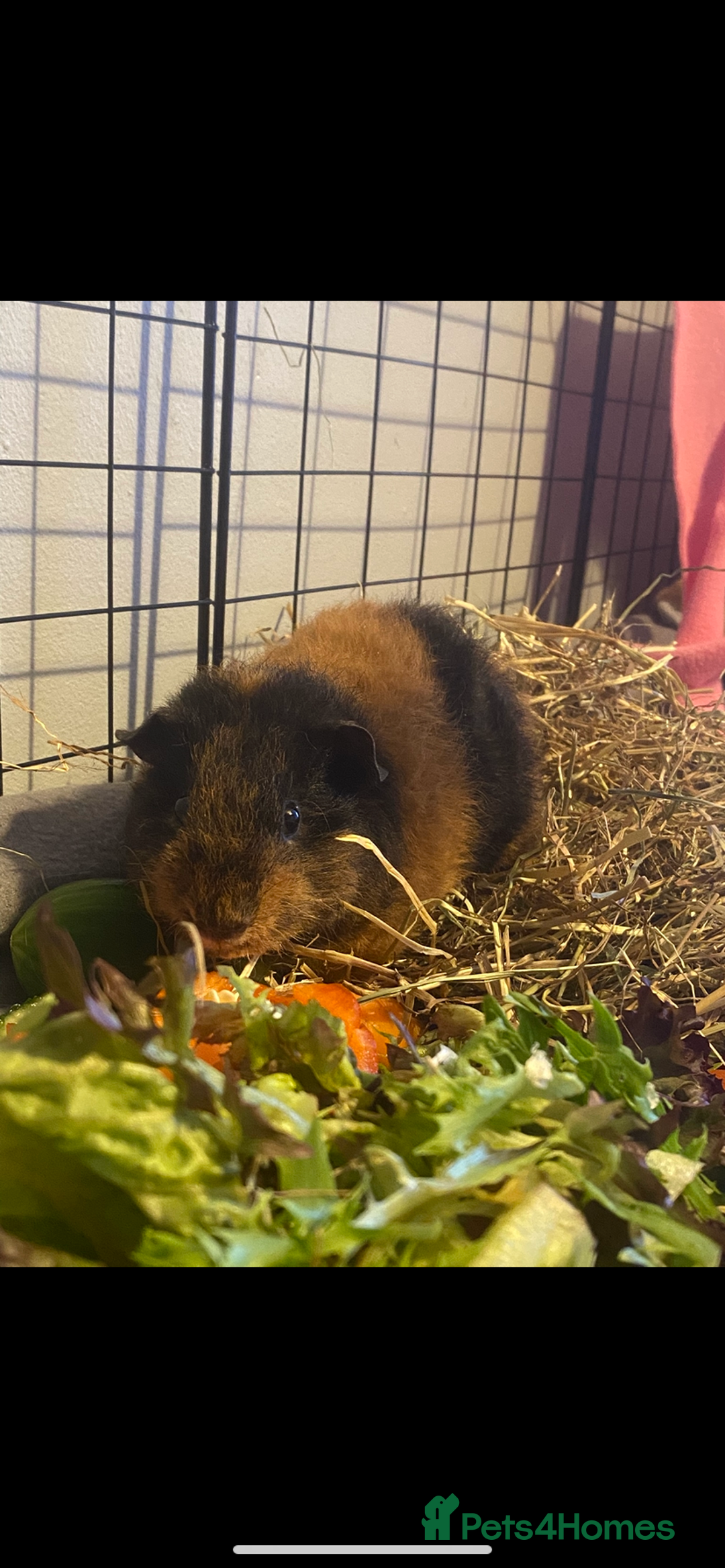 Guinea Pig rodents for sale: 6 male Guinea pig with hutch  - Image 5